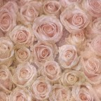 Rose su Rose