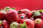Fragole OGM