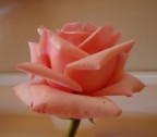 FIORE