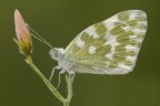 Anthocharis Cardamines
