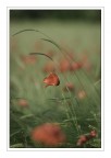 IMG_0586