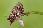 Zerynthia Cassandra
