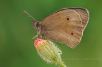 Maniola jurtina (Linnaeus, 1758)