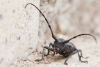 Macro di fortuna, me lo son trovato la mattina davanti alla porta di casa. Scatto a mano libera, zoom tele + tubo di prolunga da 20mm.

Qualcuno saprebbe dirmi cos'? 
Visto dal vivo era piuttosto impressionante, grosso qualche cm...

A breve la versione full-res.