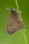 Maniola Jurtina