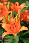 Lilium