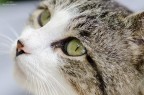occhi di gatto