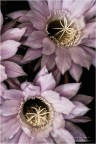 Fiori di Cactus