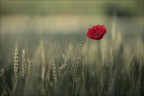 ...sopra le spighe..