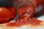 Fuga dal pomodoro