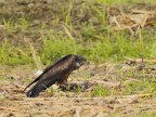 Falco di Palude # 2
