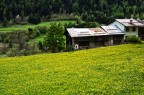 PRIMAVERA GIALLA