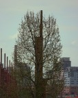 L' albero dal cuore d' acciaio