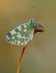 pontia edusa