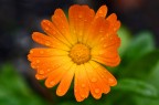 FIORE IN LACRIME