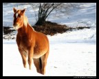 Cavallo curioso....!!!!
