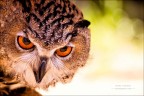 Sguardo intenso....