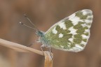 Pontia edusa