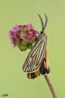 coscina striata.