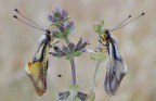 coppia di libelluloides coccajus