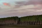 trees parade