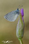 Licenide su fiore