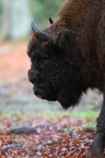 Bisonte