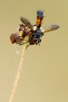 Cylindromyia