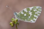 Pontia edusa