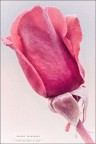 Una Rosa non fa primavera....