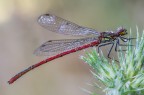 Damigella Rossa ( Pyrrhosoma nymphula maschio maturo)