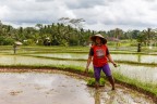 Tra le risaie di Bali (2)
