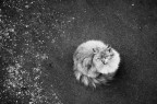 "...ma il gatto
vuol solo essere gatto
ed ogni gatto  gatto
dai baffi alla coda
dal fiuto al topo vivo
dalla notte
fino ai suoi occhi d'oro."

Suggerimenti e critiche sempre ben accetti.