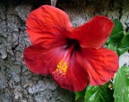 111   IBISCO  ROSSO
