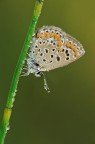 licenide