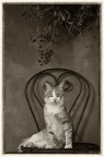 Gatto vanitoso immortalato in posa classica.