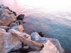 Ho cercato di rendere i colori del mare e delle tronco di legno cos come li vedevo, e devo dire che sono venuti come mi apparivano. Forse per la foto  troppo luminosa in alto....ma l c'era il sole!