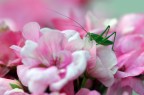 Cena di petali