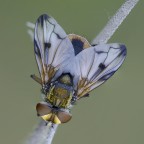 Big fly