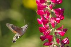 Macroglossum stellatarum Macroglossum stellatarum