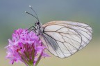 Aporia crataegi