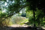 una via tra i campi