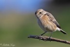 Saltimpalo ( Saxicola torquata)