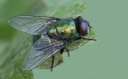 la mosca verde...