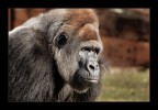 Attenti al gorilla #2