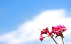 Cielo e Fiore