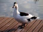 Un'altra anatra!