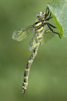 Cordulegaster trinacriae