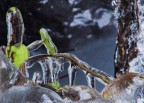 iced,,,