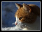 Gatto pensieroso